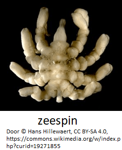 zeespin.png